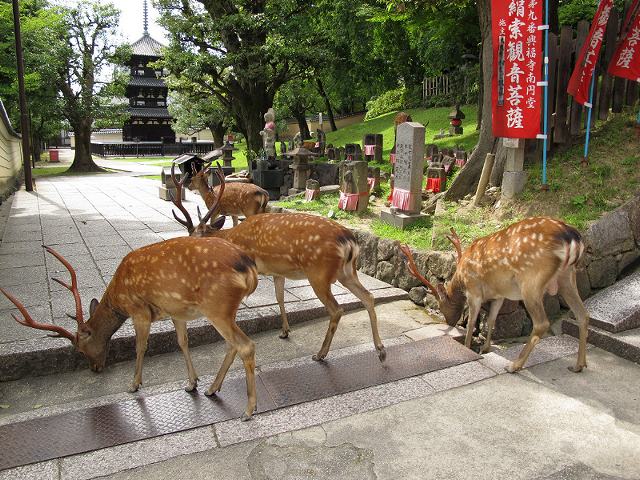 鹿3