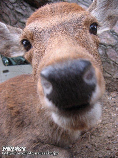 シュマイケルちゃん9