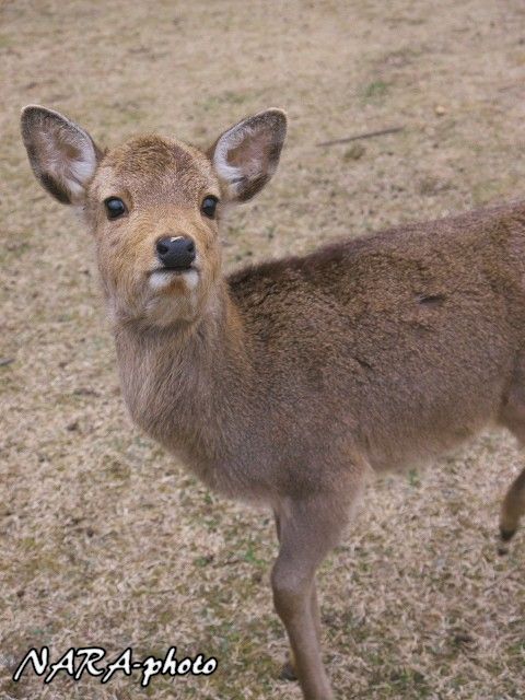 子鹿（バンビ）物語2014 vol.85 秋生まれの子鹿ちゃんの衣替え