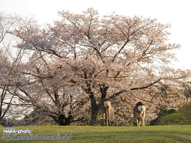 桜&鹿4
