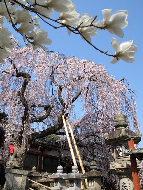 桜5