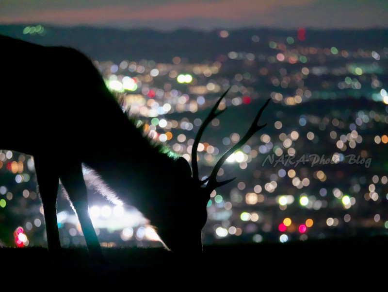 鹿シルエット vol.109 夜景と鹿 : ゆるしか ～ NARA-Photo Blog