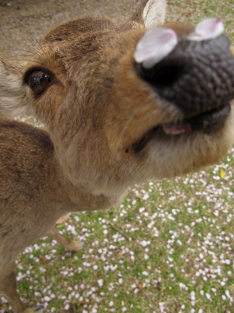 鹿7