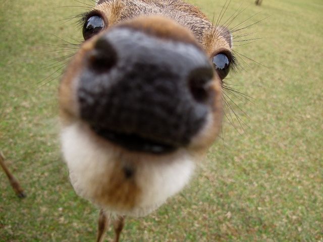 鹿2