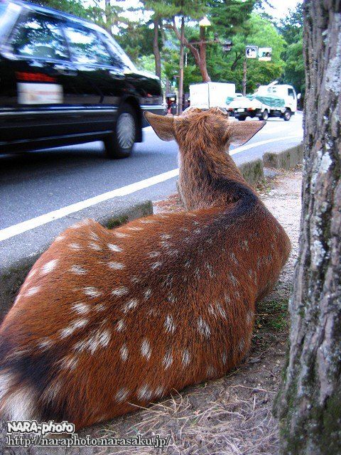 鹿5