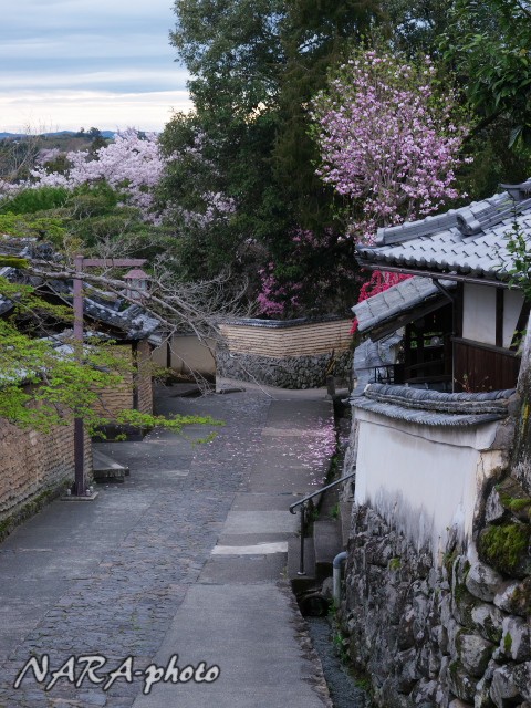 桜2016 vol.3 東大寺二月堂 : ゆるしか ～ NARA-Photo Blog