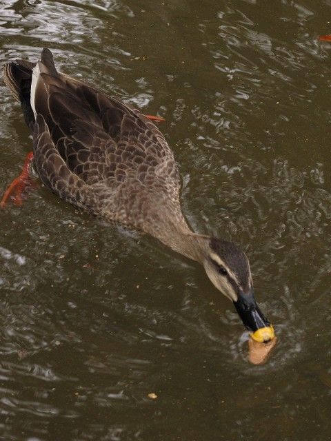 鹿せんべいラバーズ4