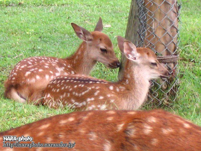 2頭のバンビ(2)