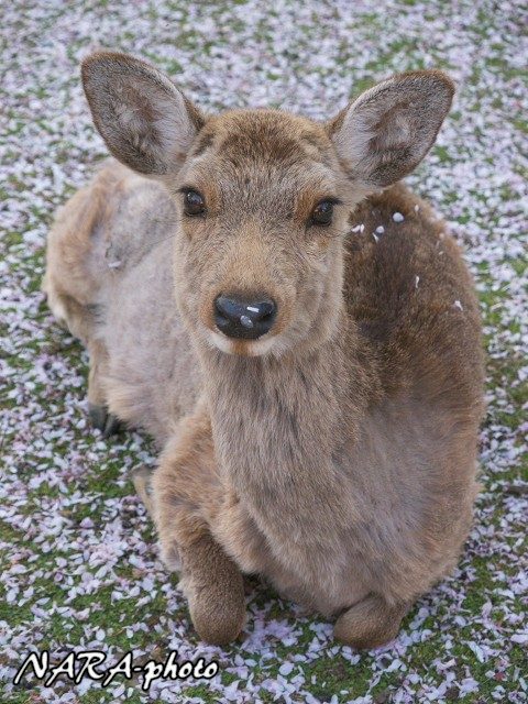 はなはな鹿ちゃん14 Vol 9 しかふぇち Nara Photo Blog