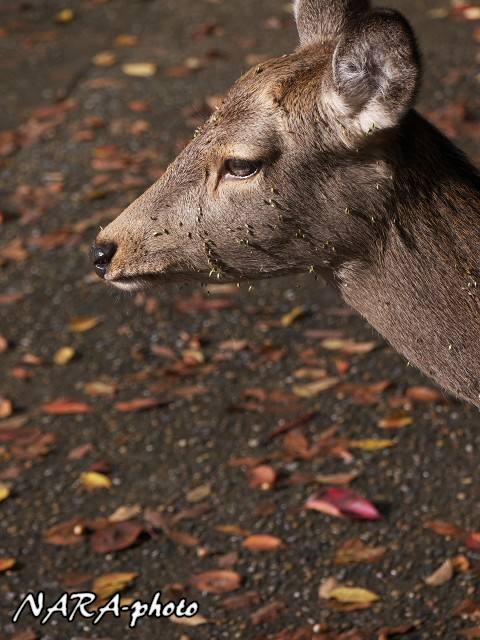 鹿スナップ集 Vol 98 くっ付いてもうた ゆるしか Nara Photo Blog 鹿スナップ集 Vol 98 くっ付いてもうた ゆるしか Nara Photo Blog