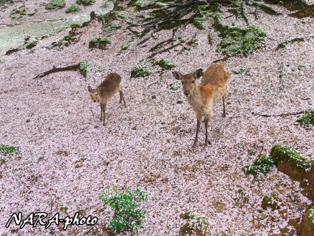 桜 鹿2017 Vol 43 雨の日の桜の絨毯 しかふぇち Nara Photo Blog
