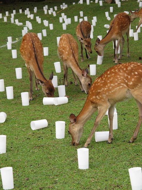 なら燈花会1