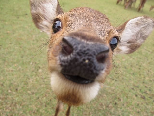 鹿5