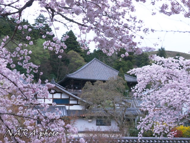 二月堂 桜