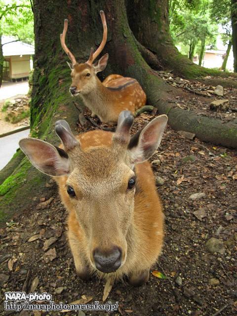 奈良公園の雄鹿の角のサイクル : ゆるしか ～ NARA-Photo Blog