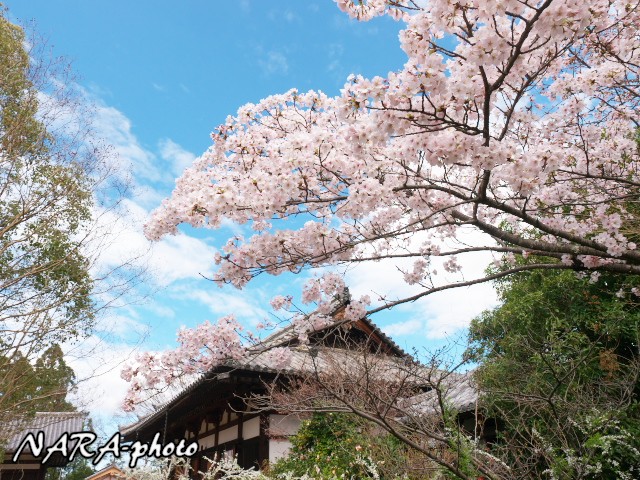 桜16 Vol 2 海龍王寺 平城宮跡 しかふぇち Nara Photo Blog 桜16 Vol 2 海龍王寺 平城宮跡 しかふぇち Nara Photo Blog