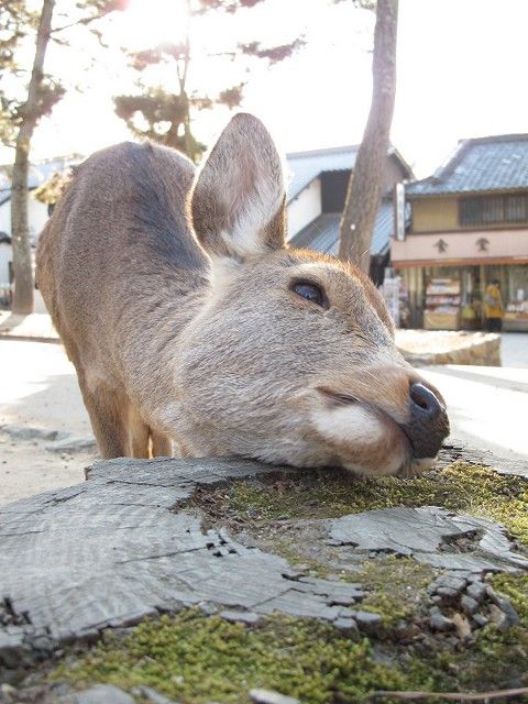 鹿8