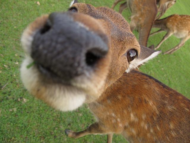 鹿1
