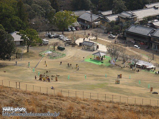 一重目から見た鹿せんべいとばし大会