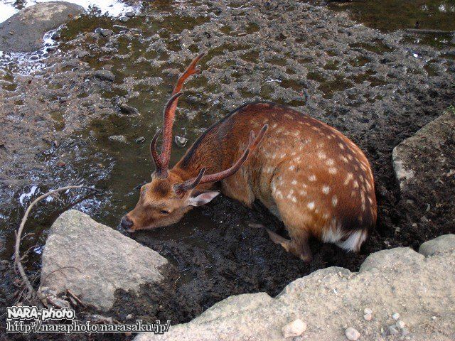 大きい　鹿の角 奈良県　清掃済み グッズを購入する ｜ 一般財団法人奈良の鹿愛護会