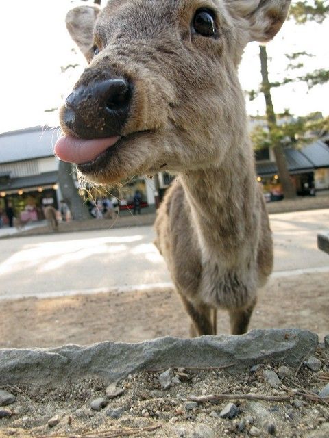 鹿4