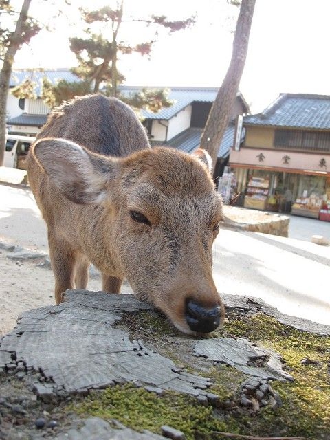 鹿6