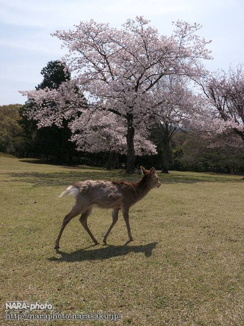 鹿1