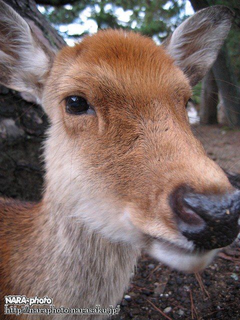 シュマイケルちゃん2