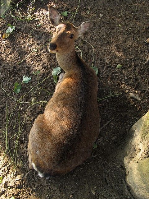 鹿の衣替え vol.5 夏毛→冬毛編 : ゆるしか ～ NARA-Photo Blog