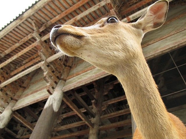 鹿5
