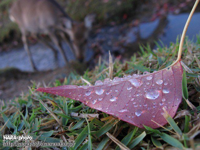 飛火野の紅葉3