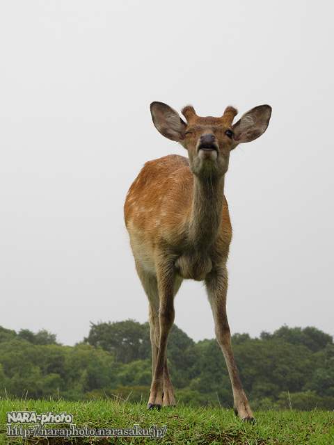 鹿5
