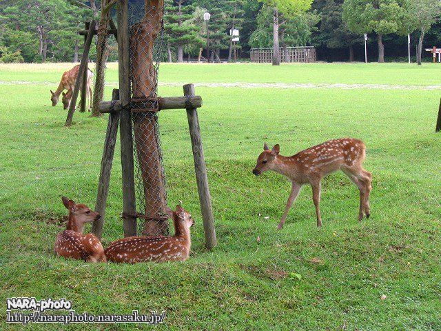 2頭のバンビ＋1