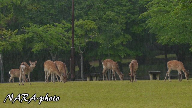 雨の日の奈良公園の鹿 Vol 1 雨の日も ほぼ 日常 しかふぇち