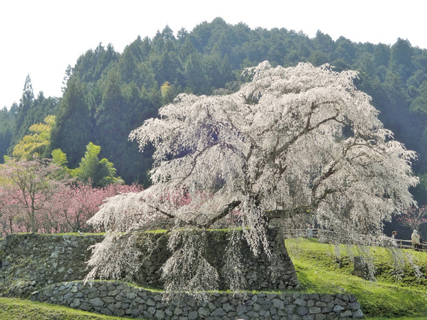 又兵衛桜