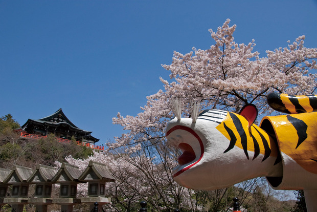 朝護孫子寺寅と桜