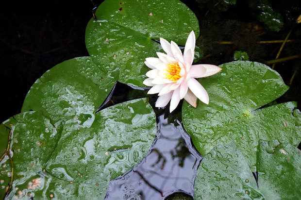 四季折々の花が美しい