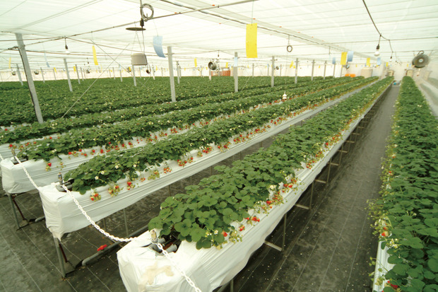 針テラスベリーファーム2