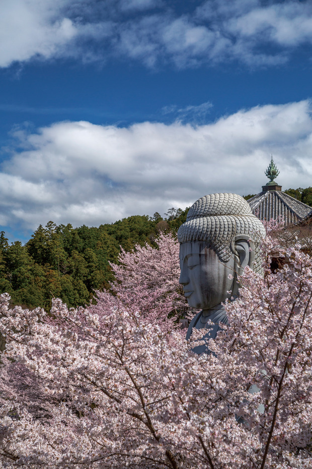 桜大仏