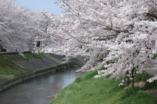 佐保川桜2