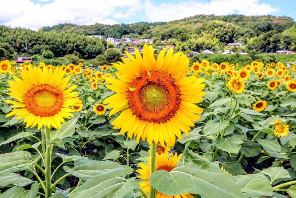 8月上旬から見頃 五條市上野町ひまわり園 9万本のひまわりが咲きます 園内を撮影した動画付き 奈良の地元情報を毎日更新 ならぷら