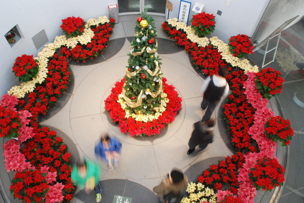 ポインセチア展示(1)