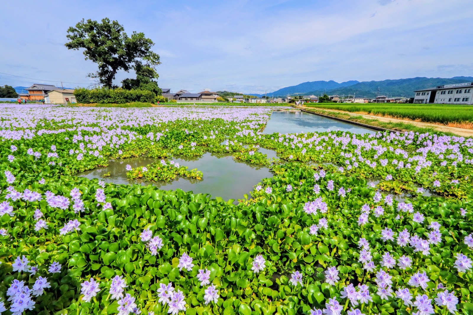 本薬師寺跡のホテイアオイ In 橿原市城殿町 約14 000株が咲く紫の絨毯は必見ですよ 奈良の地元情報を毎日更新 ならぷら