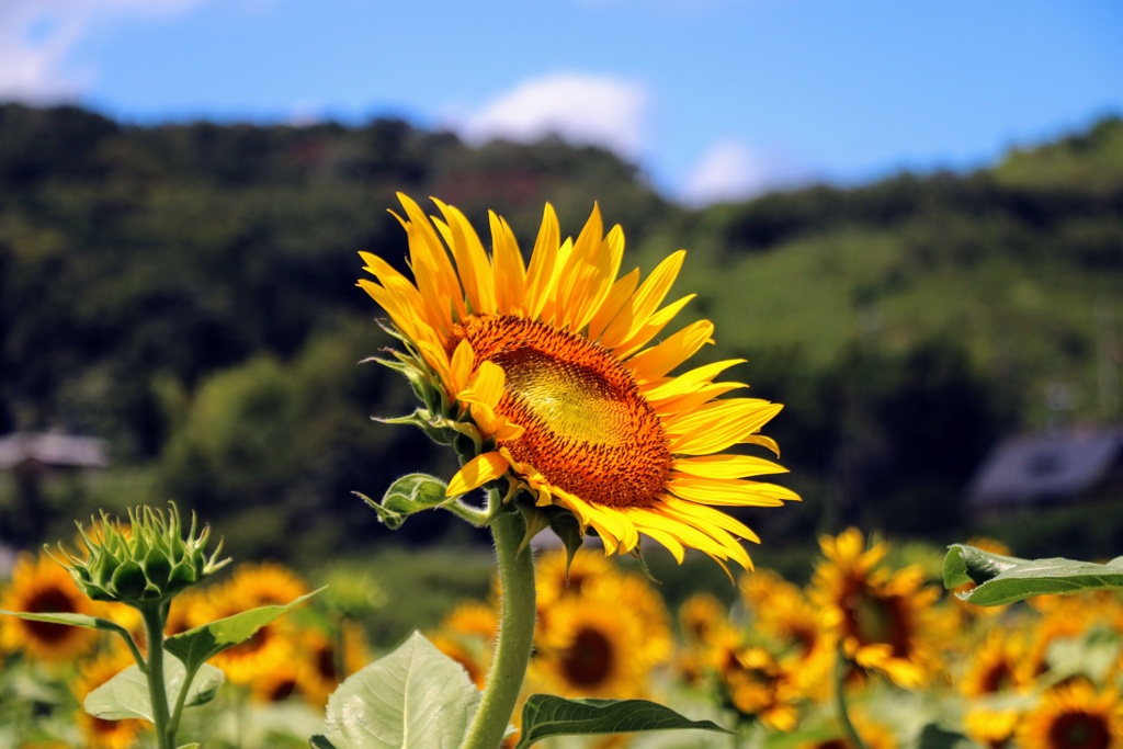 8月上旬から見頃 五條市上野町ひまわり園 9万本のひまわりが咲きます 園内を撮影した動画付き 奈良の地元情報を毎日更新 ならぷら