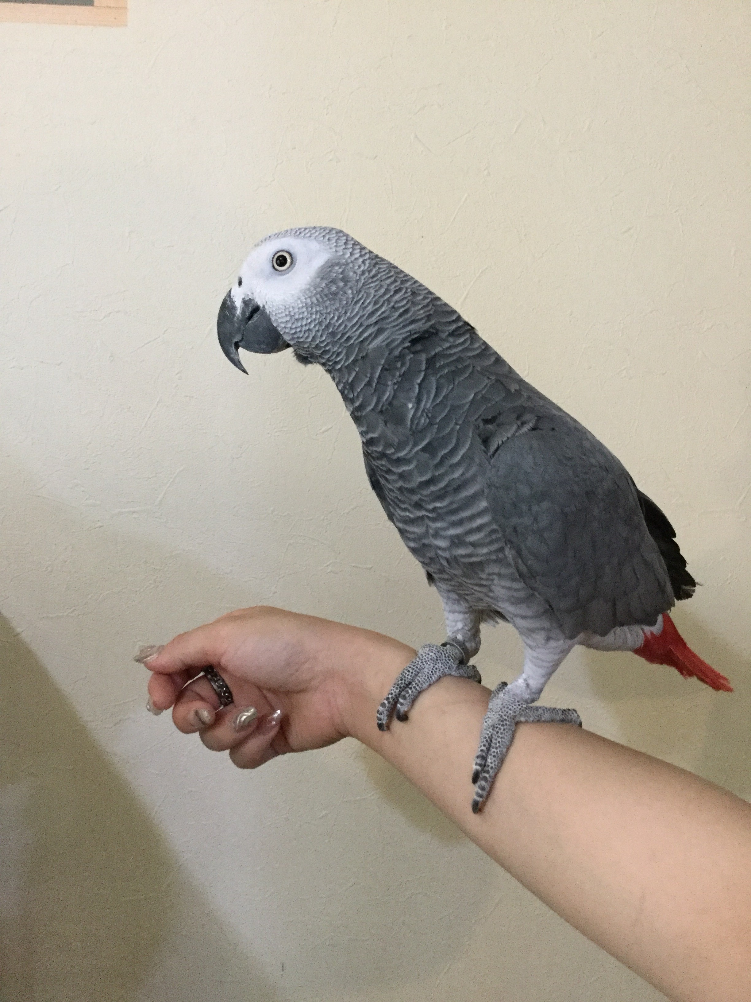 18年4月リニューアルオープン 総勢40匹以上の個性豊かな動物たちと触れ合える動物ふれあいハウスkuruta 7 奈良の地元情報を毎日更新 ならぷら