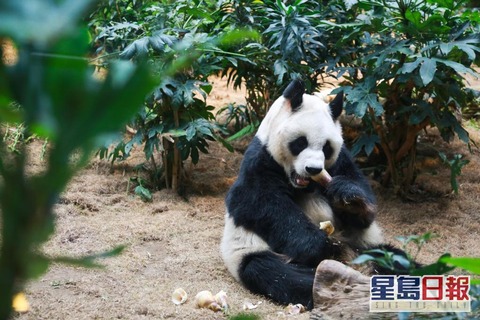 Giant Panda An An_4
