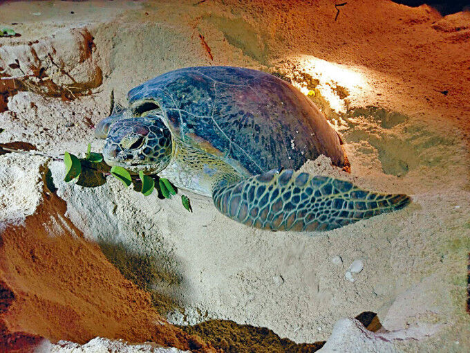 香港最新情報 ラマ島にウミガメの産卵呼び込む 香港最新情報 楢橋里彩の彩りアジア地図 香港最新情報 ラマ島にウミガメの産卵呼び込む 香港最新情報 楢橋里彩の彩りアジア地図