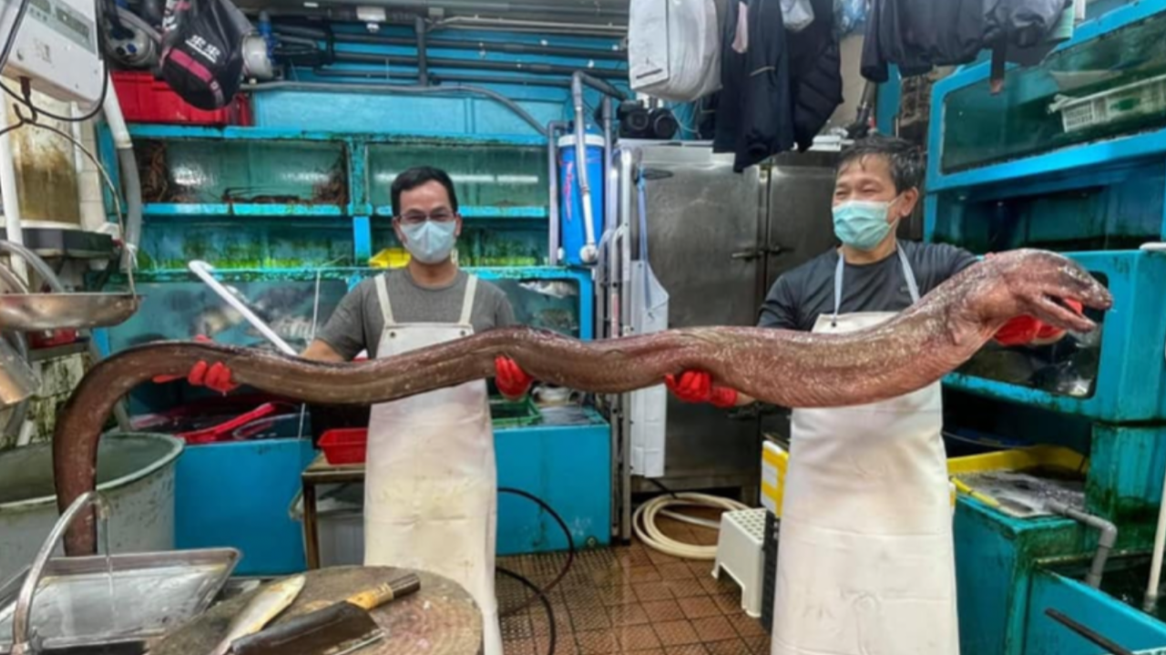 香港最新情報 巨大な海ウナギが出現 街市で騒然 香港最新情報 楢橋里彩の彩りアジア地図