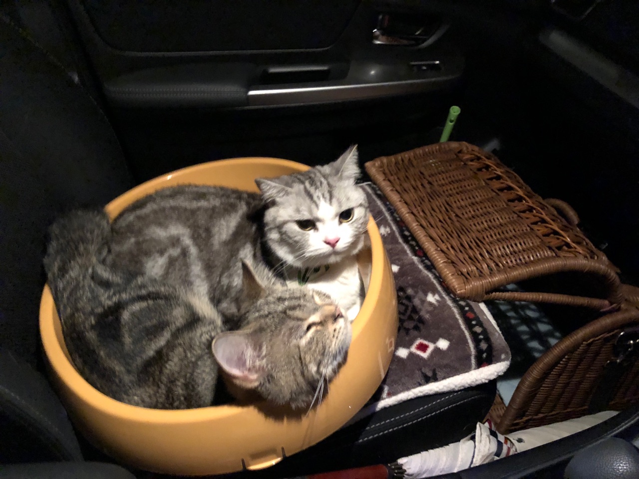 まさかの車中泊 猫飼い初心者の 猫的生活記録