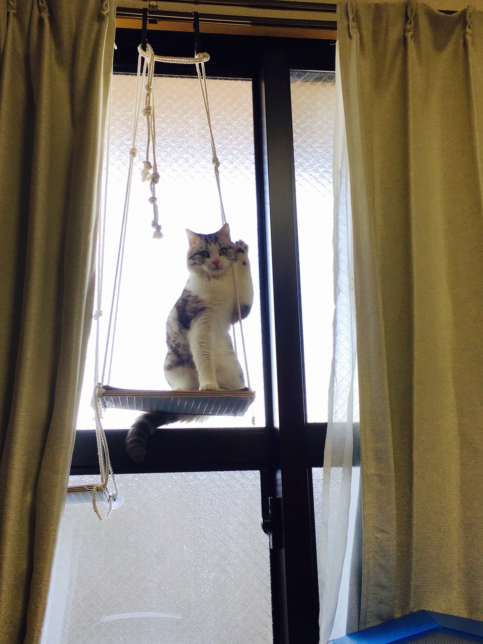 窓ステップリフォーム : 猫飼い初心者の 猫的生活記録